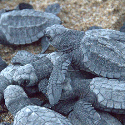Realizan primera liberación virtual de tortugas golfinas en el Abierto Mexicano Telcel