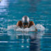 Nadadora morelense prepara su participación en el Campeonato Centroamericano y del Caribe en Monterrey